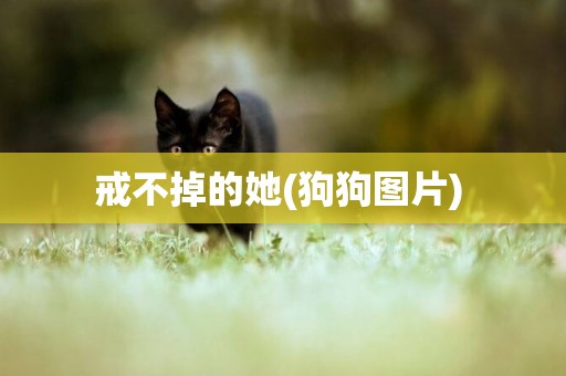 戒不掉的她(狗狗圖片) 