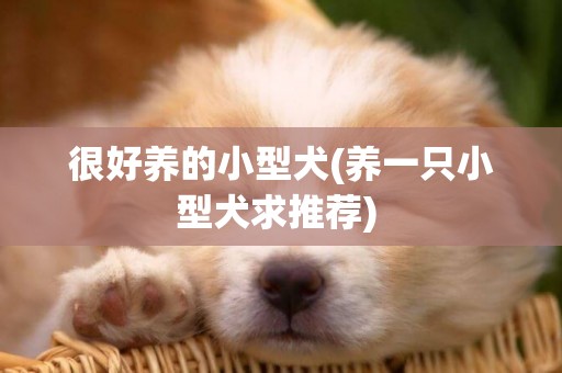 很好養的小型犬(養一只小型犬求推薦) 