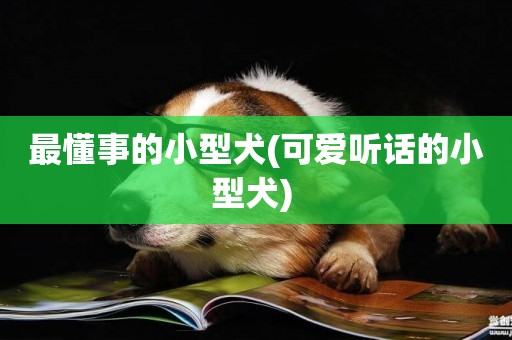 最懂事的小型犬(可愛聽話的小型犬) 