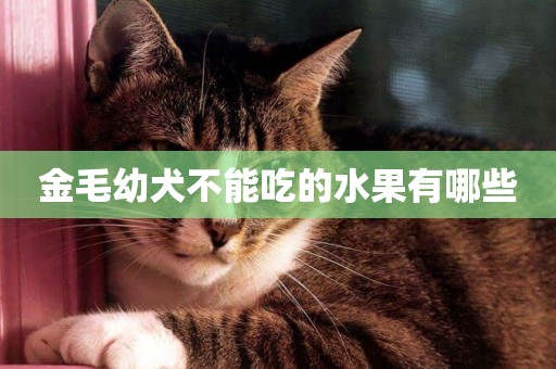 金毛幼犬不能吃的水果有哪些