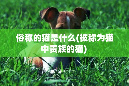 俗稱的貓是什么(被稱為貓中貴族的貓) 