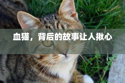 血貓，背后的故事讓人揪心 