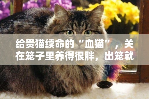給貴貓續命的“血貓”，關在籠子里養得很胖，出籠就要被迫獻血 