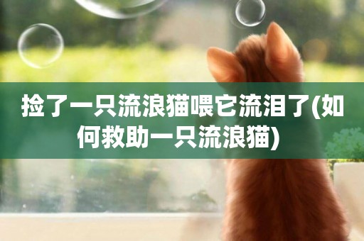 撿了一只流浪貓喂它流淚了(如何救助一只流浪貓) 