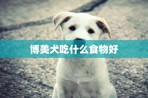 博美犬吃什么食物好