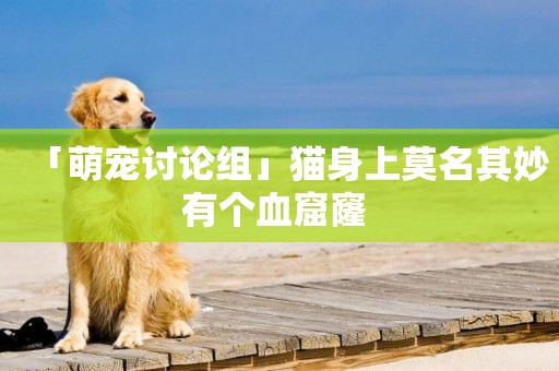 「萌寵討論組」貓身上莫名其妙有個血窟窿 