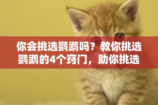 你會挑選鸚鵡嗎？教你挑選鸚鵡的4個竅門，助你挑選到健康的鸚鵡 