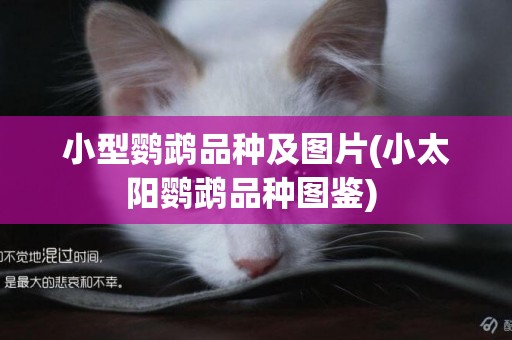 小型鸚鵡品種及圖片(小太陽鸚鵡品種圖鑒) 