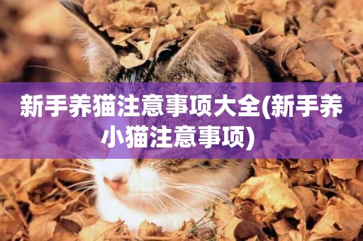 新手養貓注意事項大全(新手養小貓注意事項) 