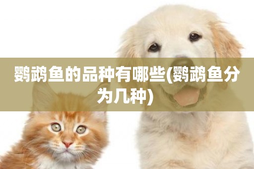 鸚鵡魚的品種有哪些(鸚鵡魚分為幾種) 