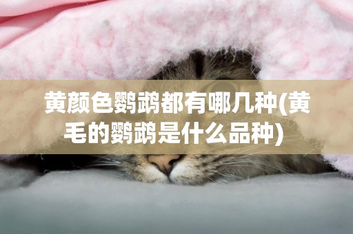 黃顏色鸚鵡都有哪幾種(黃毛的鸚鵡是什么品種) 