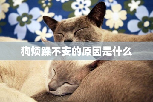 狗煩躁不安的原因是什么