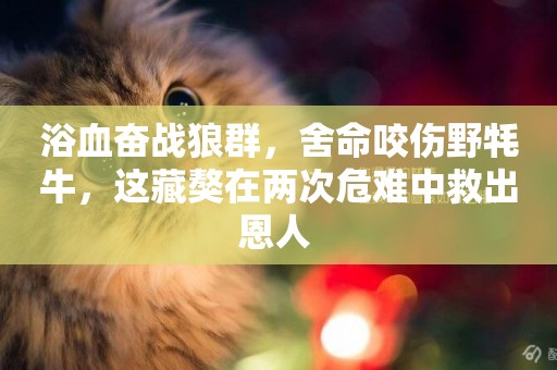 浴血奮戰狼群，舍命咬傷野牦牛，這藏獒在兩次危難中救出恩人 