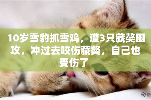 10歲雪豹抓雪雞，遭3只藏獒圍攻，沖過去咬傷藏獒，自己也受傷了 