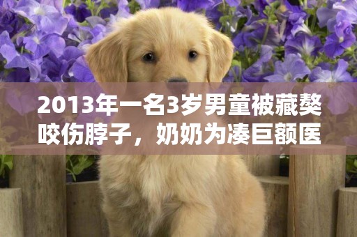 2013年一名3歲男童被藏獒咬傷脖子，奶奶為湊巨額醫藥費沿街乞討 