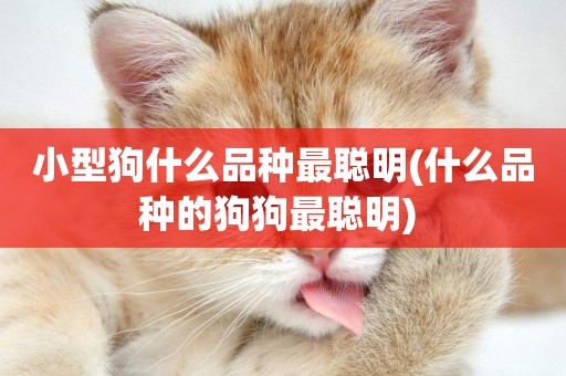 小型狗什么品種最聰明(什么品種的狗狗最聰明) 