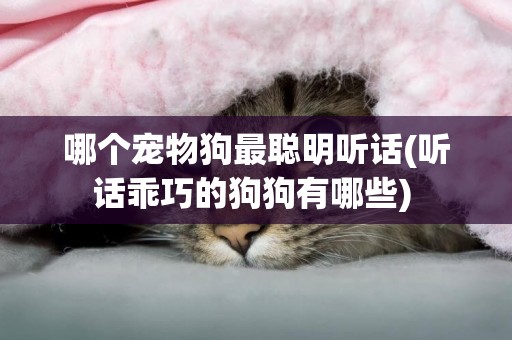 哪個寵物狗最聰明聽話(聽話乖巧的狗狗有哪些) 