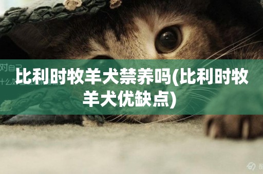 比利時牧羊犬禁養嗎(比利時牧羊犬優缺點) 