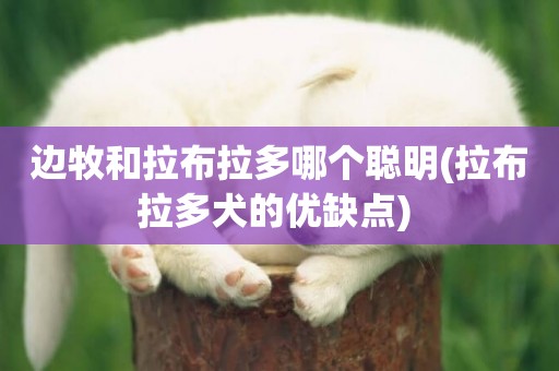 邊牧和拉布拉多哪個聰明(拉布拉多犬的優缺點) 