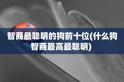 智商最聰明的狗前十位(什么狗智商最高最聰明) 