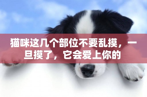 貓咪這幾個部位不要亂摸，一旦摸了，它會愛上你的 