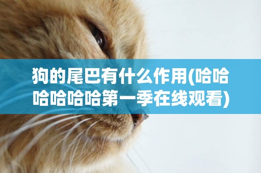 狗的尾巴有什么作用(哈哈哈哈哈哈第一季在線觀看) 