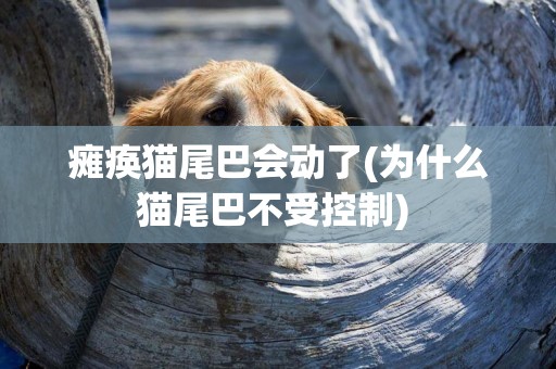 癱瘓貓尾巴會動了(為什么貓尾巴不受控制) 