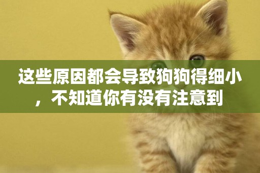 這些原因都會導致狗狗得細小，不知道你有沒有注意到 