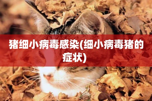 豬細小病毒感染(細小病毒豬的癥狀) 
