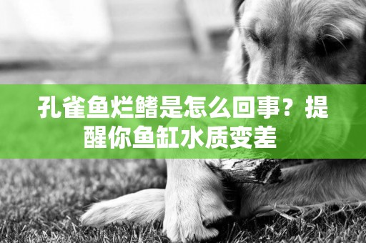孔雀魚爛鰭是怎么回事？提醒你魚缸水質變差 