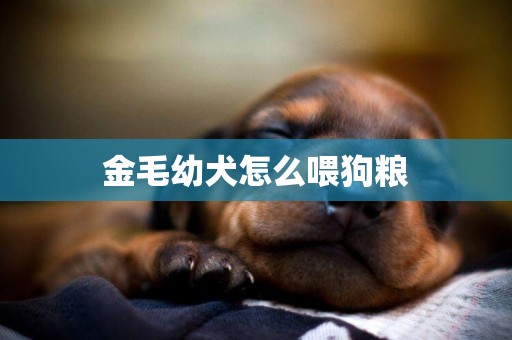 金毛幼犬怎么喂狗糧