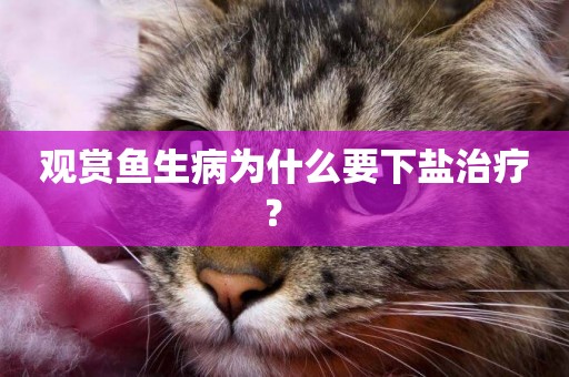 觀賞魚生病為什么要下鹽治療？ 
