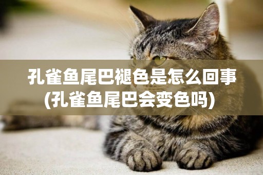 孔雀魚尾巴褪色是怎么回事(孔雀魚尾巴會變色嗎) 
