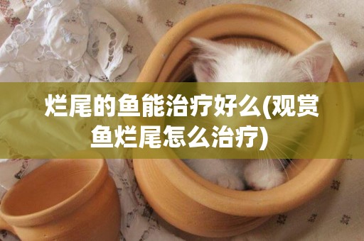 爛尾的魚能治療好么(觀賞魚爛尾怎么治療) 