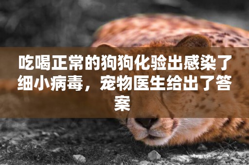 吃喝正常的狗狗化驗出感染了細小病毒，寵物醫生給出了答案 
