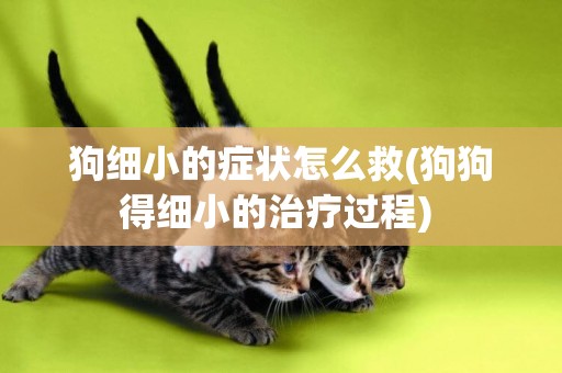 狗細小的癥狀怎么救(狗狗得細小的治療過程) 