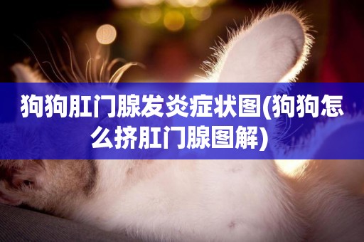 狗狗肛門腺發炎癥狀圖(狗狗怎么擠肛門腺圖解) 