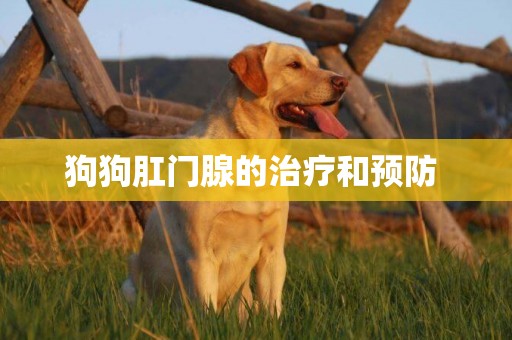 狗狗肛門腺的治療和預防 