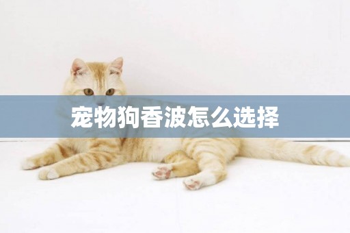 寵物狗香波怎么選擇
