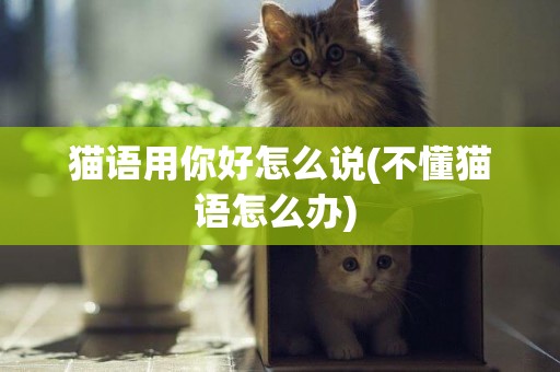 貓語用你好怎么說(不懂貓語怎么辦) 