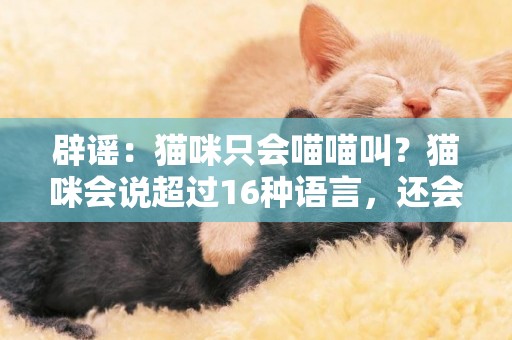 辟謠：貓咪只會喵喵叫？貓咪會說超過16種語言，還會學人類的發音 