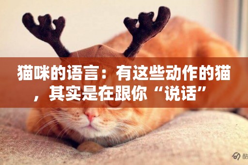貓咪的語言：有這些動作的貓，其實是在跟你“說話” 