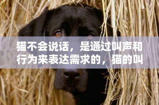 貓不會說話，是通過叫聲和行為來表達需求的，貓的叫聲代表的意思 