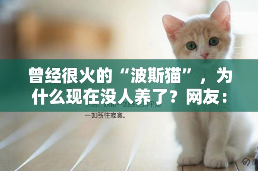 曾經很火的“波斯貓”，為什么現在沒人養了？網友：都是騙人的 