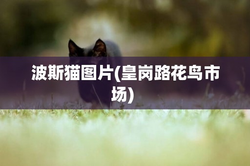 波斯貓圖片(皇崗路花鳥市場) 