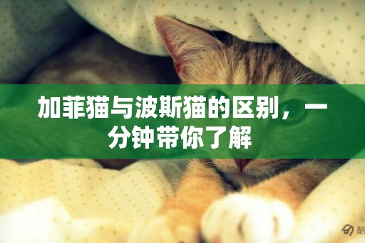 加菲貓與波斯貓的區別，一分鐘帶你了解 