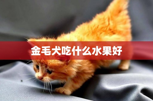 金毛犬吃什么水果好