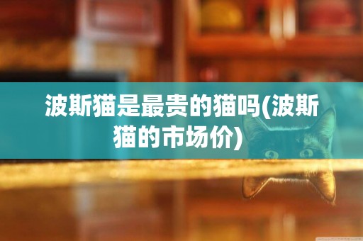 波斯貓是最貴的貓嗎(波斯貓的市場價) 
