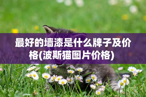 最好的墻漆是什么牌子及價格(波斯貓圖片價格) 