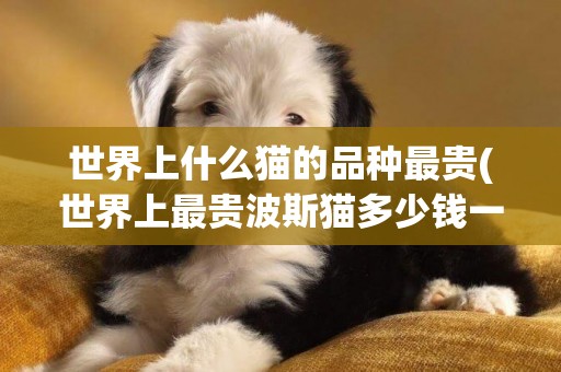 世界上什么貓的品種最貴(世界上最貴波斯貓多少錢一只) 